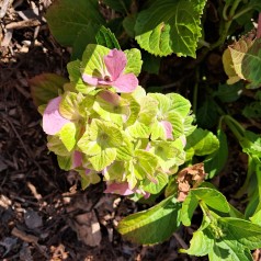 Hortensia Magical Jewel Pink - Hydrangea macrophylla Magical Jewel Pink