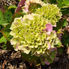 Hortensia Magical Jewel Pink - Hydrangea macrophylla Magical Jewel Pink
