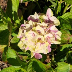 Hortensia Magical Jewel Pink - Hydrangea macrophylla Magical Jewel Pink