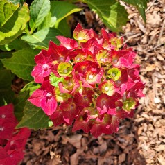 Hortensia Magical Ruby...