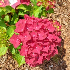 Hortensia Magical Ruby Tuesday - Hydrangea macrophylla Magical Ruby Tuesday