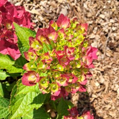 Hortensia Magical Ruby Tuesday - Hydrangea macrophylla Magical Ruby Tuesday