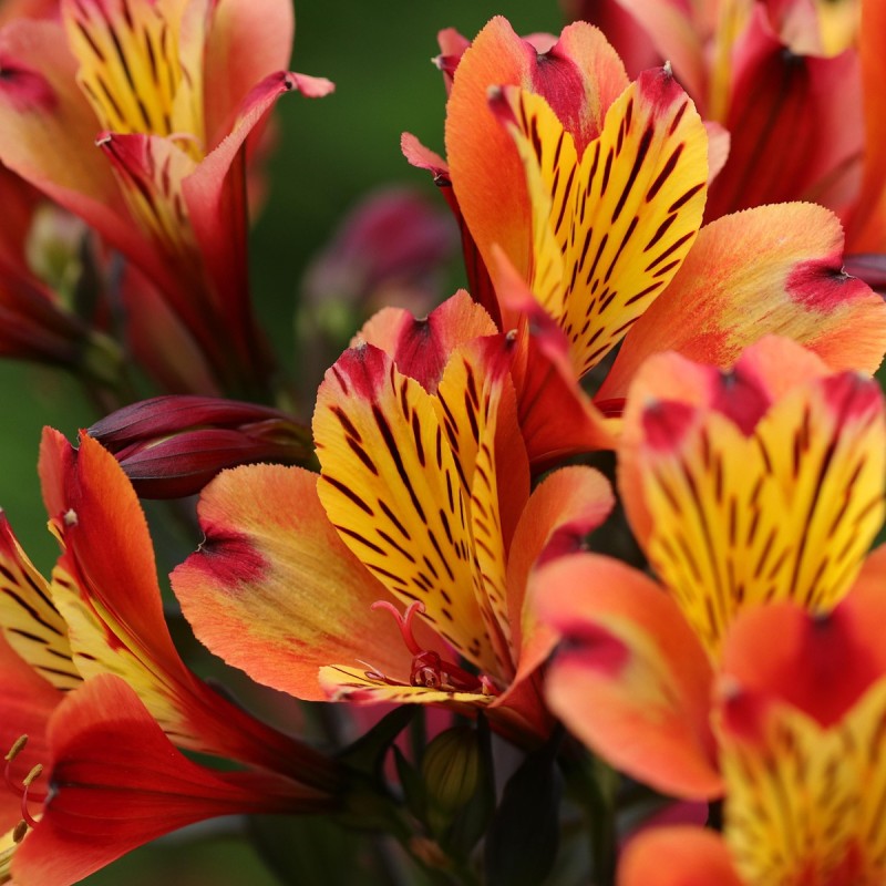 Inkalilje Indian summer - Alstroemeria summer paradise indian summer