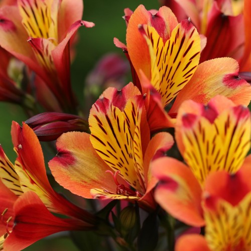 Inkalilje Indian summer - Alstroemeria summer paradise indian summer