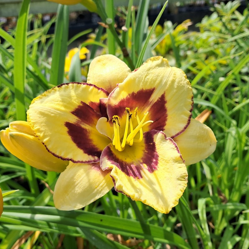 Daglilje El Desperado - Hemerocallis hybrid El Desperado