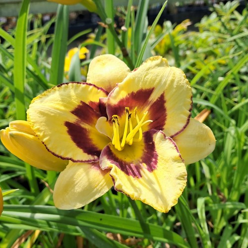 Daglilje El Desperado - Hemerocallis hybrid El Desperado