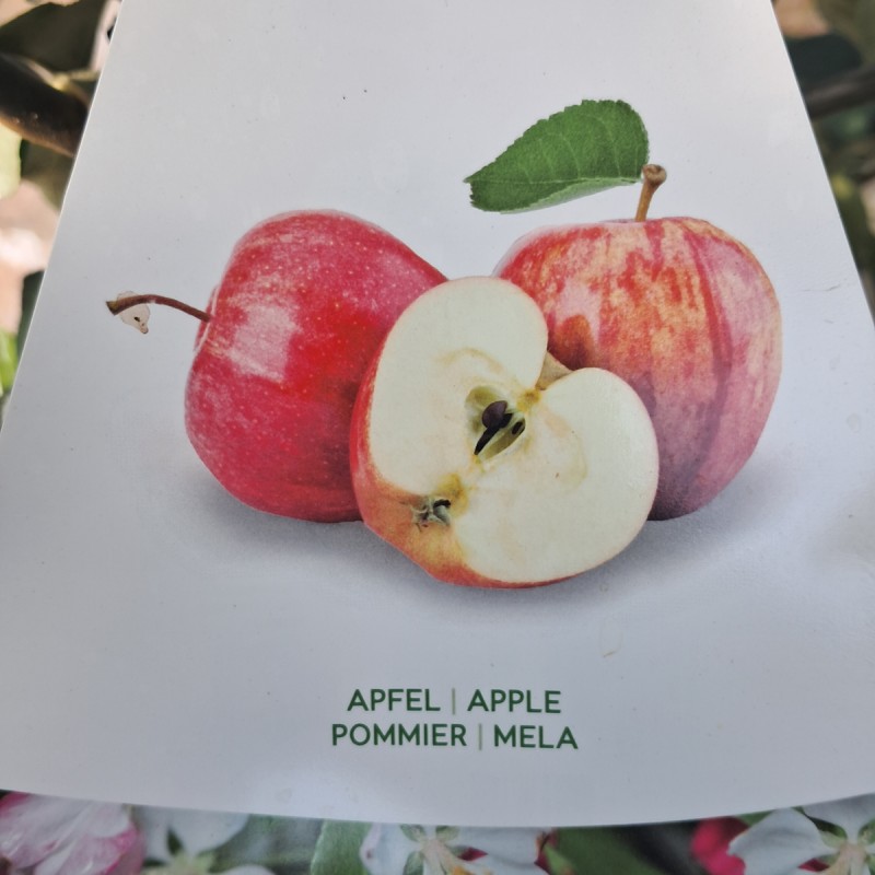 Æbletræ Gråsten - Malus domestica Gravensteiner