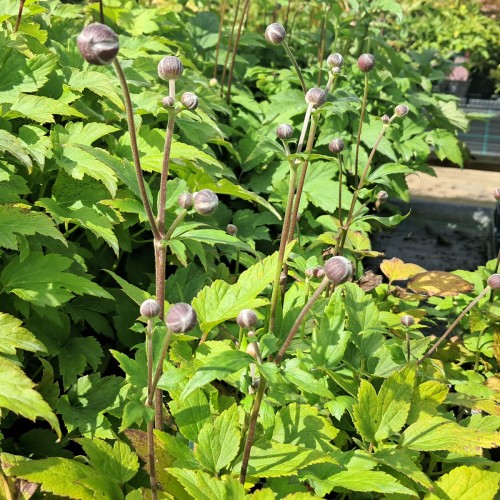 Høstanemone Fantasy Rapunzel - Anemone japonica Fantasy Rapunzel