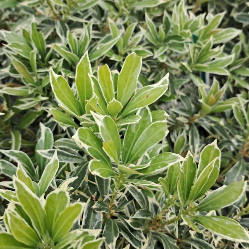 Pieris japonica White Rim 20-40 cm