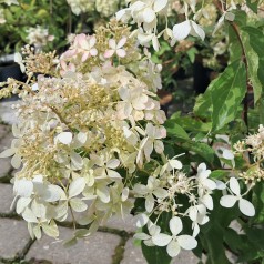 Syrenhortensia Petite Lantern - Hydrangea paniculata Petite Lantern