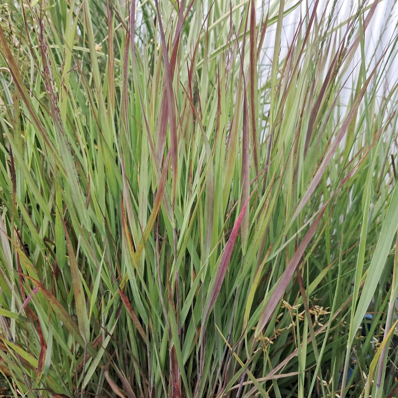 Staudehirse Cheyenne Sky - Panicum virgatum Cheyenne Sky