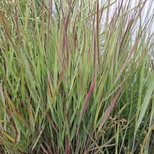 Staudehirse Cheyenne Sky - Panicum virgatum Cheyenne Sky