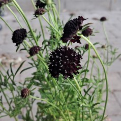 Due-Skabiose Barocca - Scabiosa columbaria Barocca