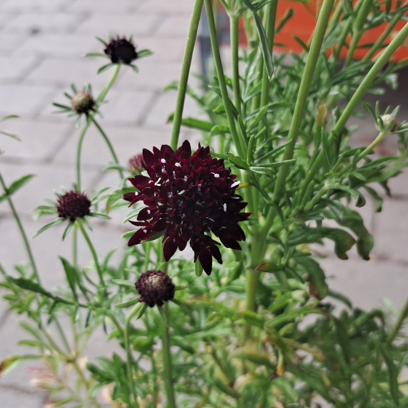 Due-Skabiose Barocca - Scabiosa columbaria Barocca