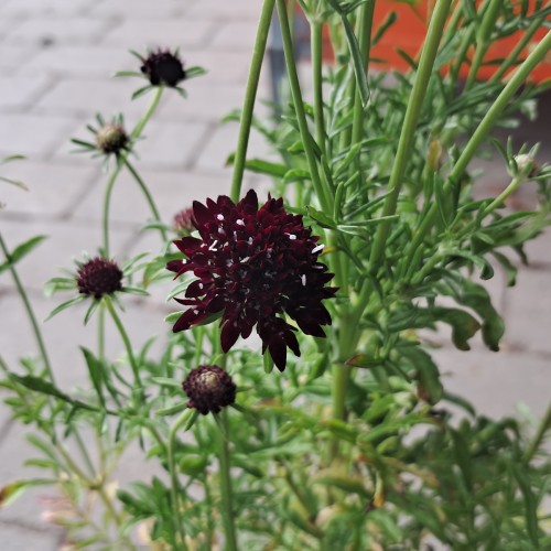Due-Skabiose Barocca - Scabiosa columbaria Barocca