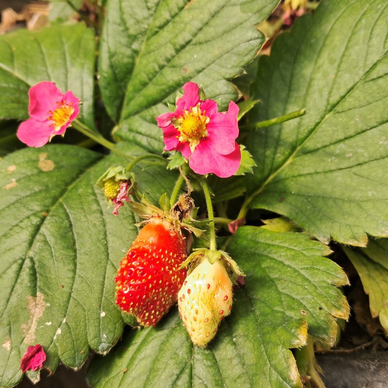 Jordbærplante Toscana - Rødblomstret og Remonterende - Fragaria Toscana