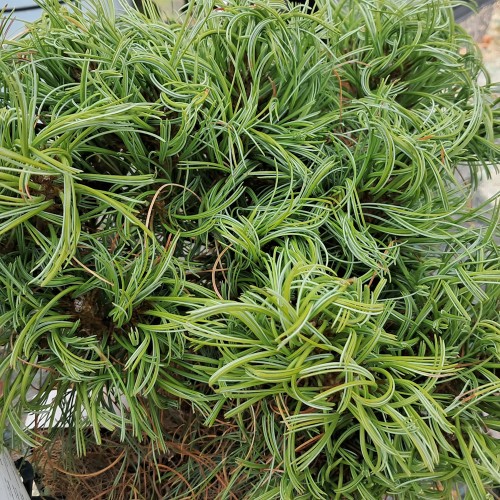 Weymouth Fyr Green Twist 20-35 cm. - Pinus strobus Green Twist