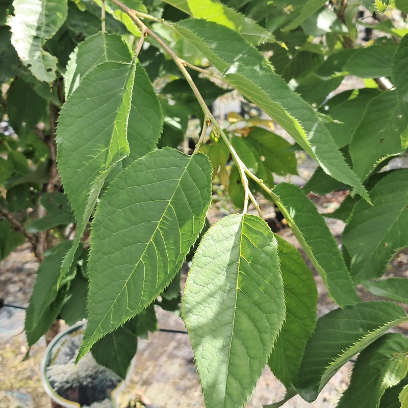 Japansk Kirsebær Shimidsu 80 cm. stamme - Prunus serrulata Shimidsu