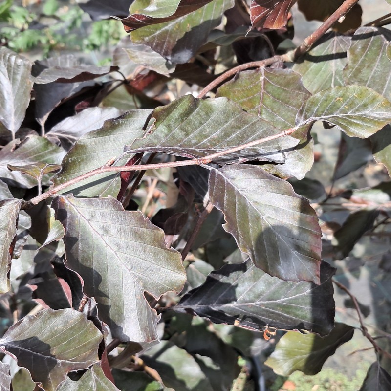 Blodbøg Swat Magret 80-100 cm. - Fagus sylvatica Swat Magret