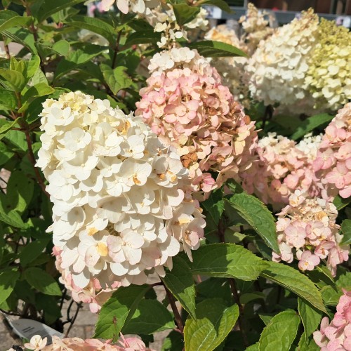 Syrenhortensia Magical Mont Blanc på 60 cm. stamme - Hydrangea paniculata Magical Mont Blanc