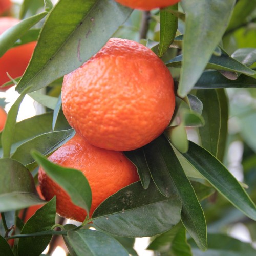 Mandarintræ Satsuma 50-60 cm. - Citrus Satsuma