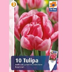 Tulipanløg Foxtrot / Dobbet Tulipan - 10 Løg