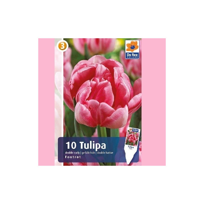 Tulipanløg Foxtrot / Dobbet Tulipan - 10 Løg