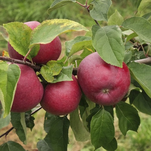 Cider Æbletræ Dabinett - Malus domestica Dabinett