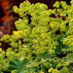Alchemilla mollis / Løvefod