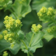 Alchemilla mollis / Løvefod