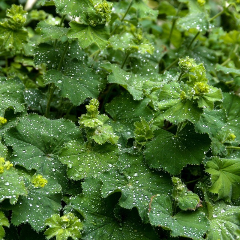Alchemilla mollis / Løvefod