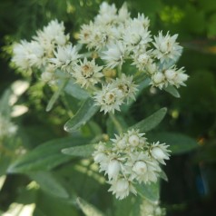 Anaphalis triplinervis - Perlekurv