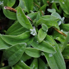 Anaphalis triplinervis - Perlekurv