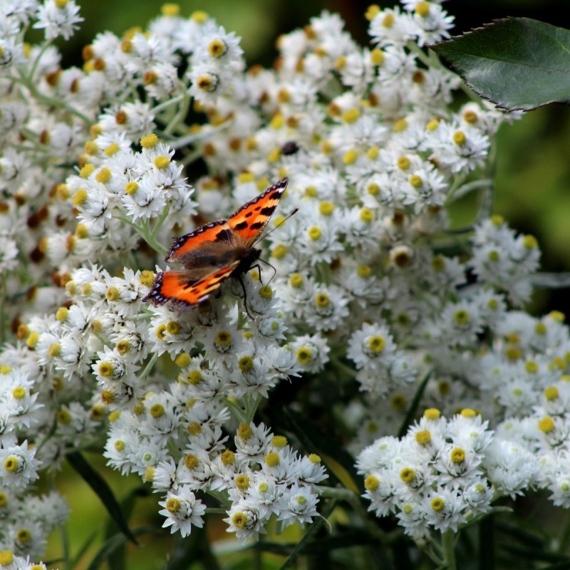 Anaphalis triplinervis - Perlekurv