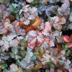 Acaena microphylla Kupferteppich / Tornnød