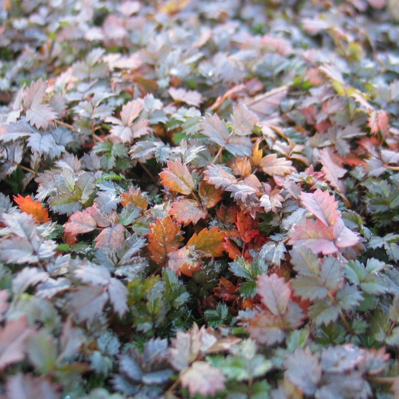 Acaena microphylla Kupferteppich / Tornnød