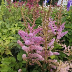 Astilbe chinensis Pumila / Dværgastilbe