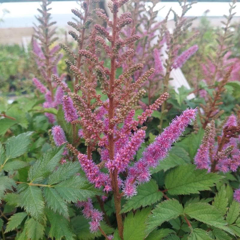 Dværgastilbe Pumila - Bakke med 28 plugs. - Astilbe chinensis Pumila