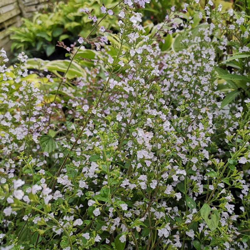 Calamintha nepeta / Voldtimian - Bjergmynte