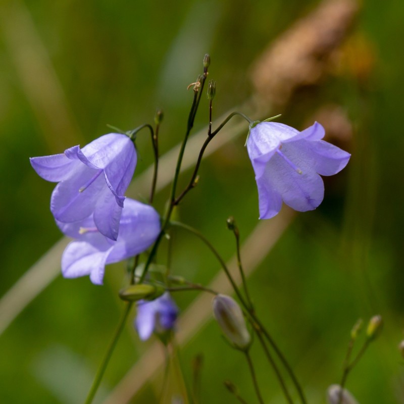 Smalbladet Klokke - Bakke med 28 plugs. - Campanula persicifolia
