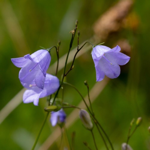 Smalbladet Klokke - Bakke med 28 plugs. - Campanula persicifolia