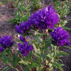 Nøgleklokke Superba - Bakke med 28 plugs. - Campanula glomerata Superba