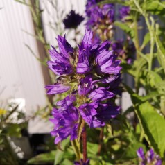Nøgleklokke Superba - Bakke med 28 plugs. - Campanula glomerata Superba