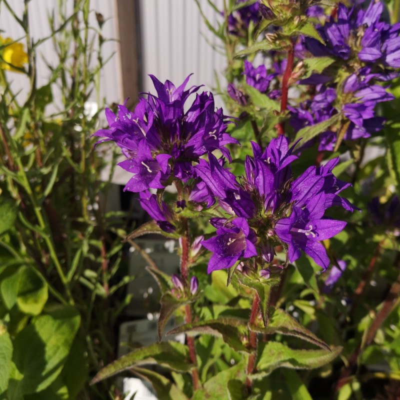 Nøgleklokke Superba - Bakke med 28 plugs. - Campanula glomerata Superba