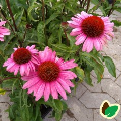 Echinacea purpurea Magnus / Purpursolhat
