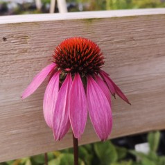Purpursolhat Magnus - Bakke med 28 plugs. - Echinacea purpurea Magnus