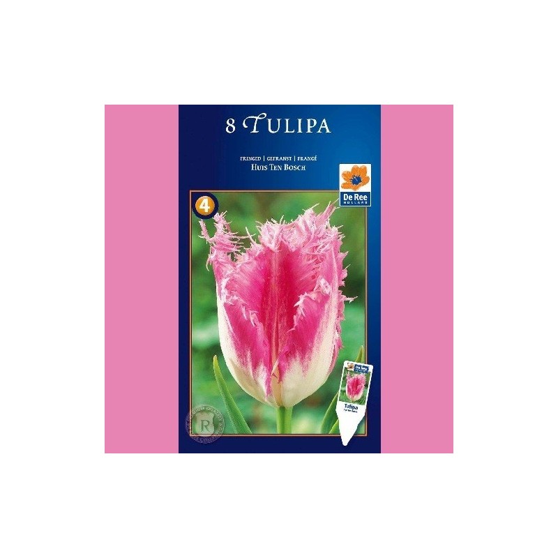 Tulipan Huis Ten Bosch - Crispa Tulipan / 8 Løg