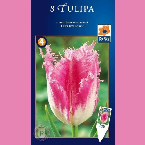 Tulipan Huis Ten Bosch - Crispa Tulipan / 8 Løg