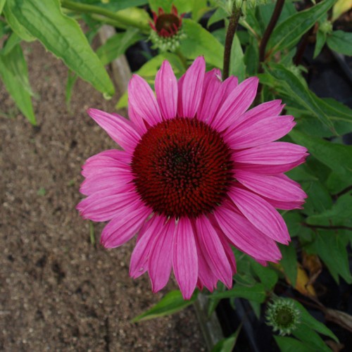Purpursolhat Magnus - Bakke med 28 plugs. - Echinacea purpurea Magnus