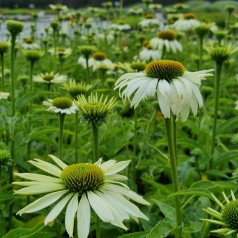 Purpursolhat White Swan - Bakke med 28 plugs. - Echinacea purpurea White Swan